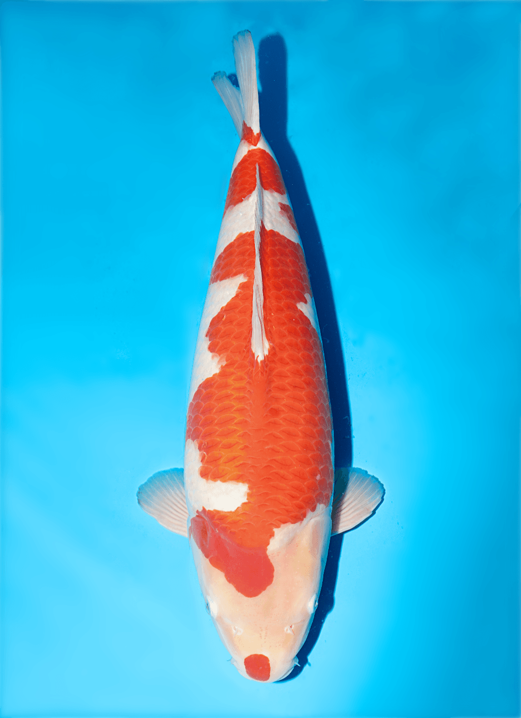 Japanse koi Isa  Kohaku  Nisai 54cm