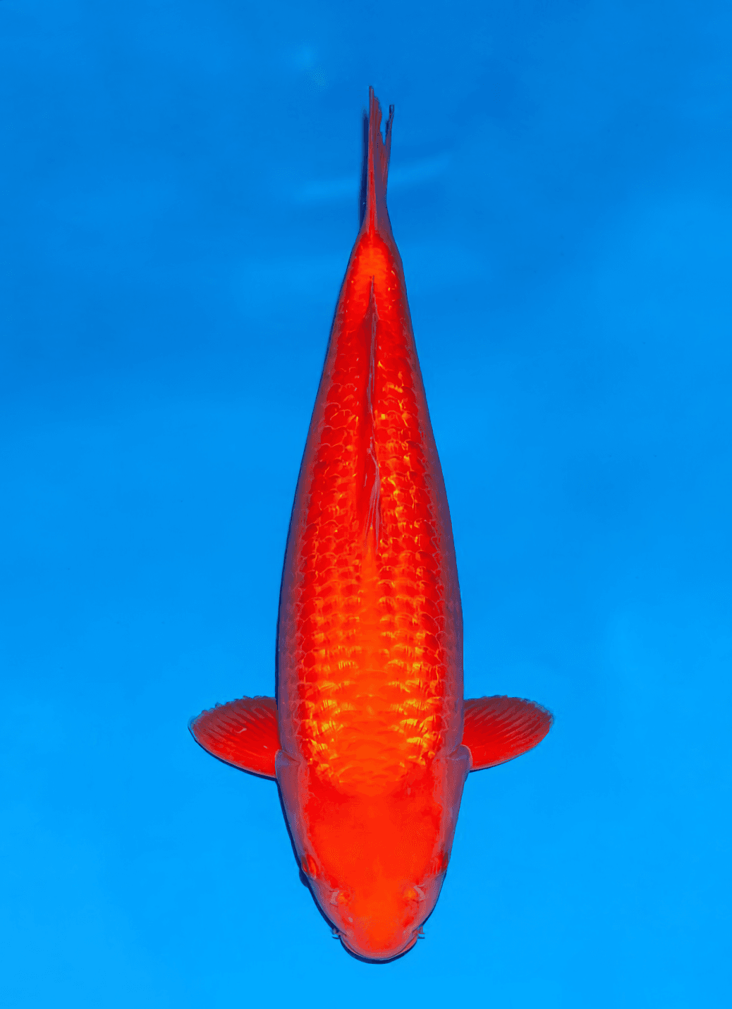 Japanse koi Ogata Ginrin Benigoi Taiho Nisai 51cm