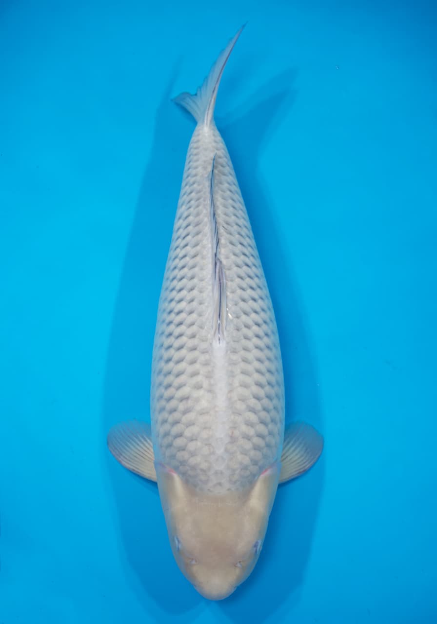 Japanse koi Dainichi  Soragoi  Gosai 78cm