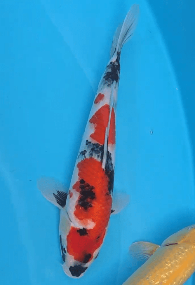 Japanse koi Yoshino  Showa  Tosai 30cm