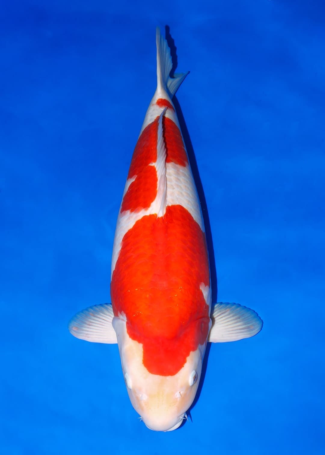 Japanse koi Isa  Kohaku Magatama Sansai 70cm