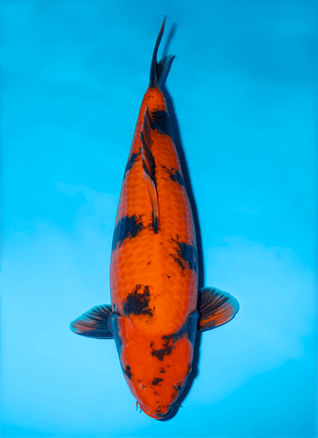 Japanse koi Shinoda  Hi-utsuri  Nisai 56cm