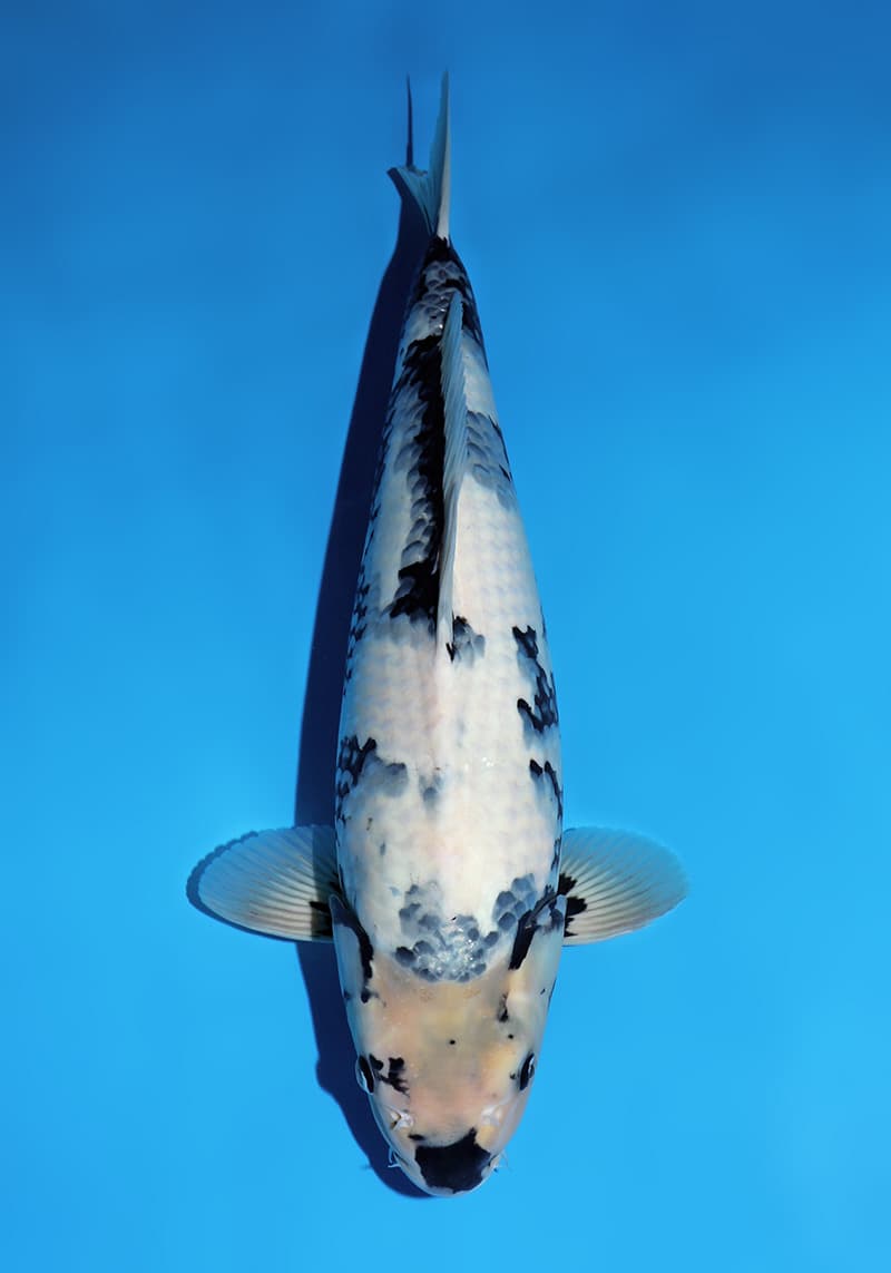 Japanse koi Omosako  Shiro-utsuri Y-1 Nisai 50cm