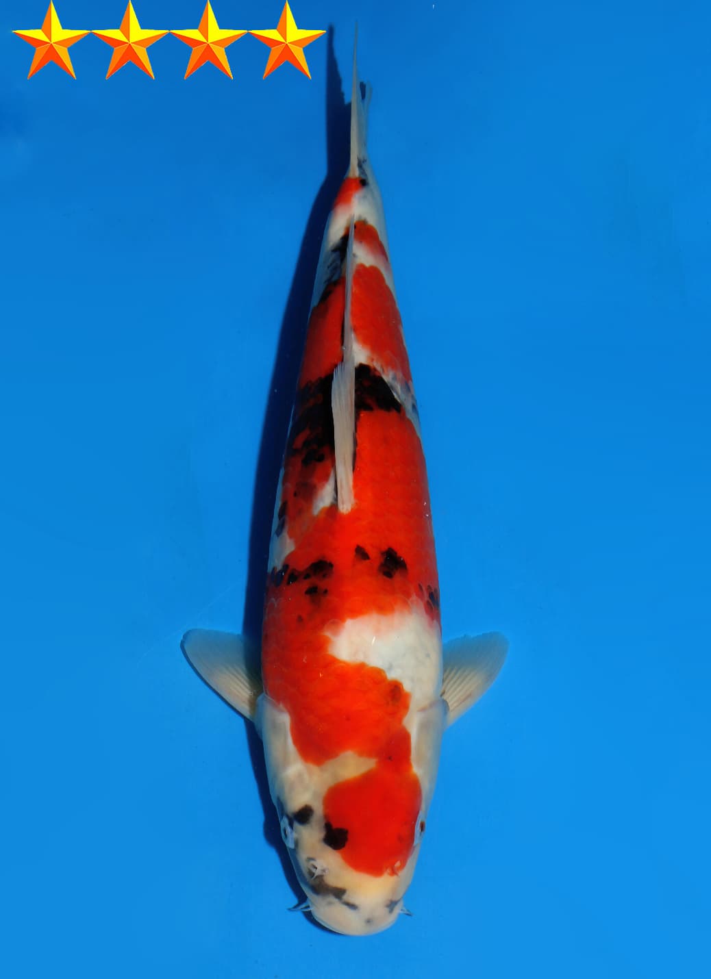 Japanse koi Dainichi  Showa MonaLisa Tosai 35cm