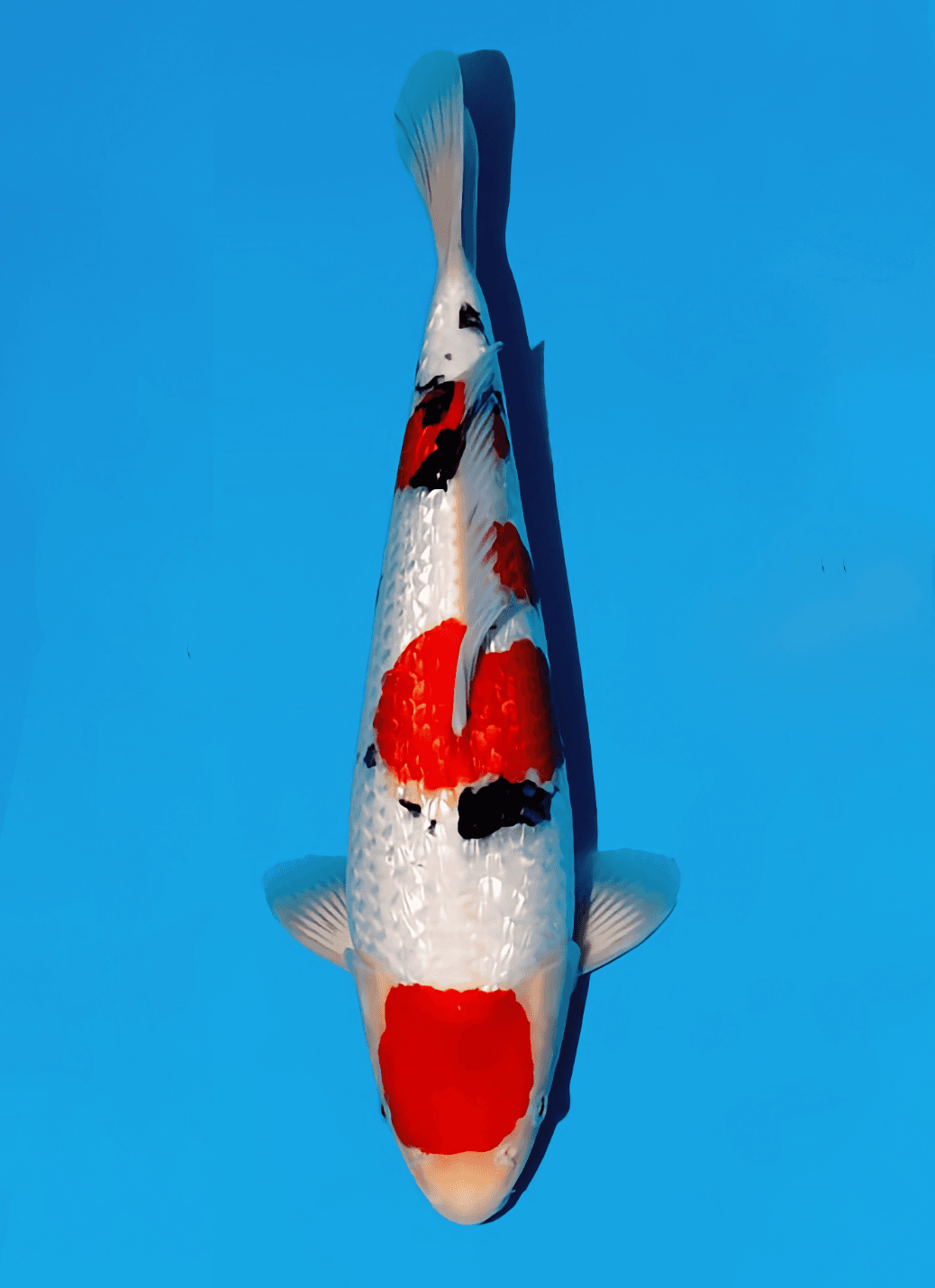 Japanse koi Momotaro Ginrin Sanke Kamuy Tosai 36cm