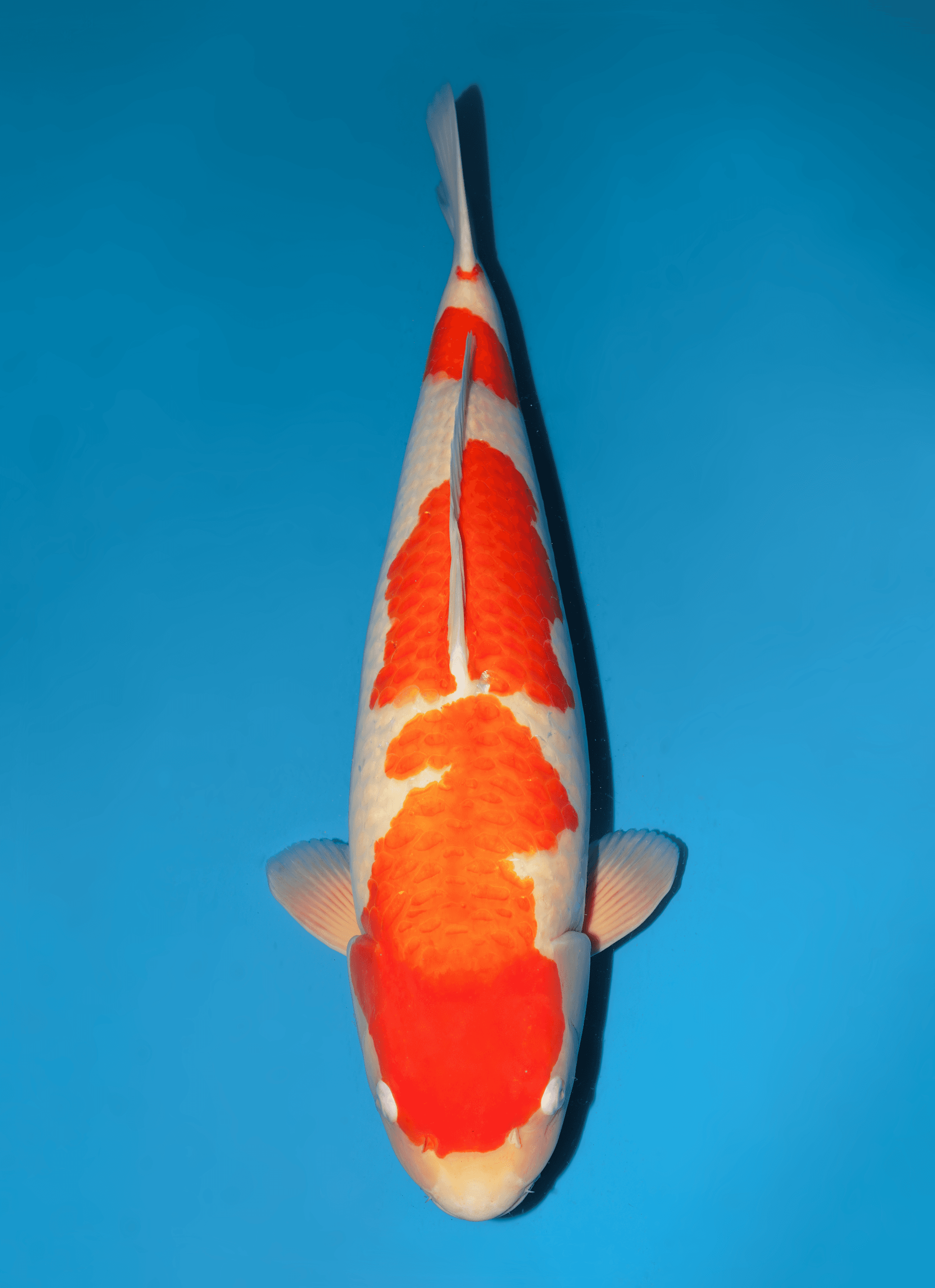 Japanse koi Dainichi  Kohaku RedTiger Sansai 70cm