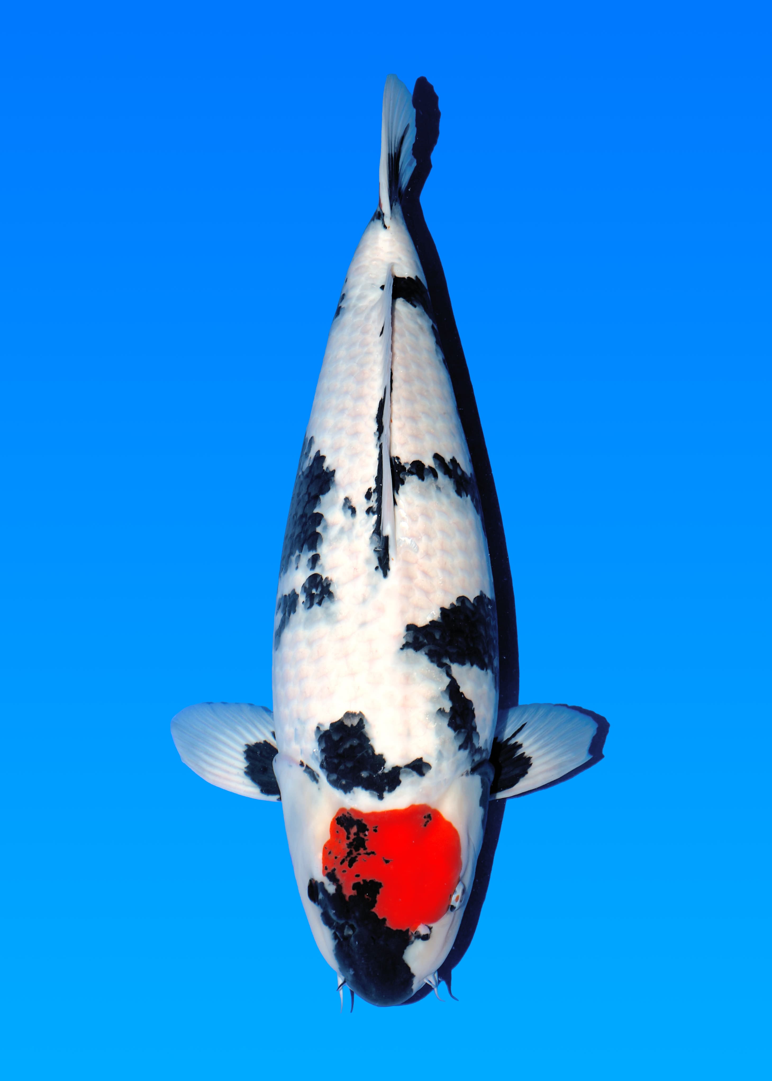 Japanse koi Isa  Showa Goroumaru Nisai 59cm