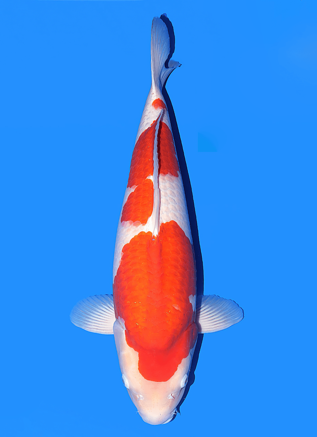 Japanse koi Isa  Kohaku Magatama Nisai 62cm