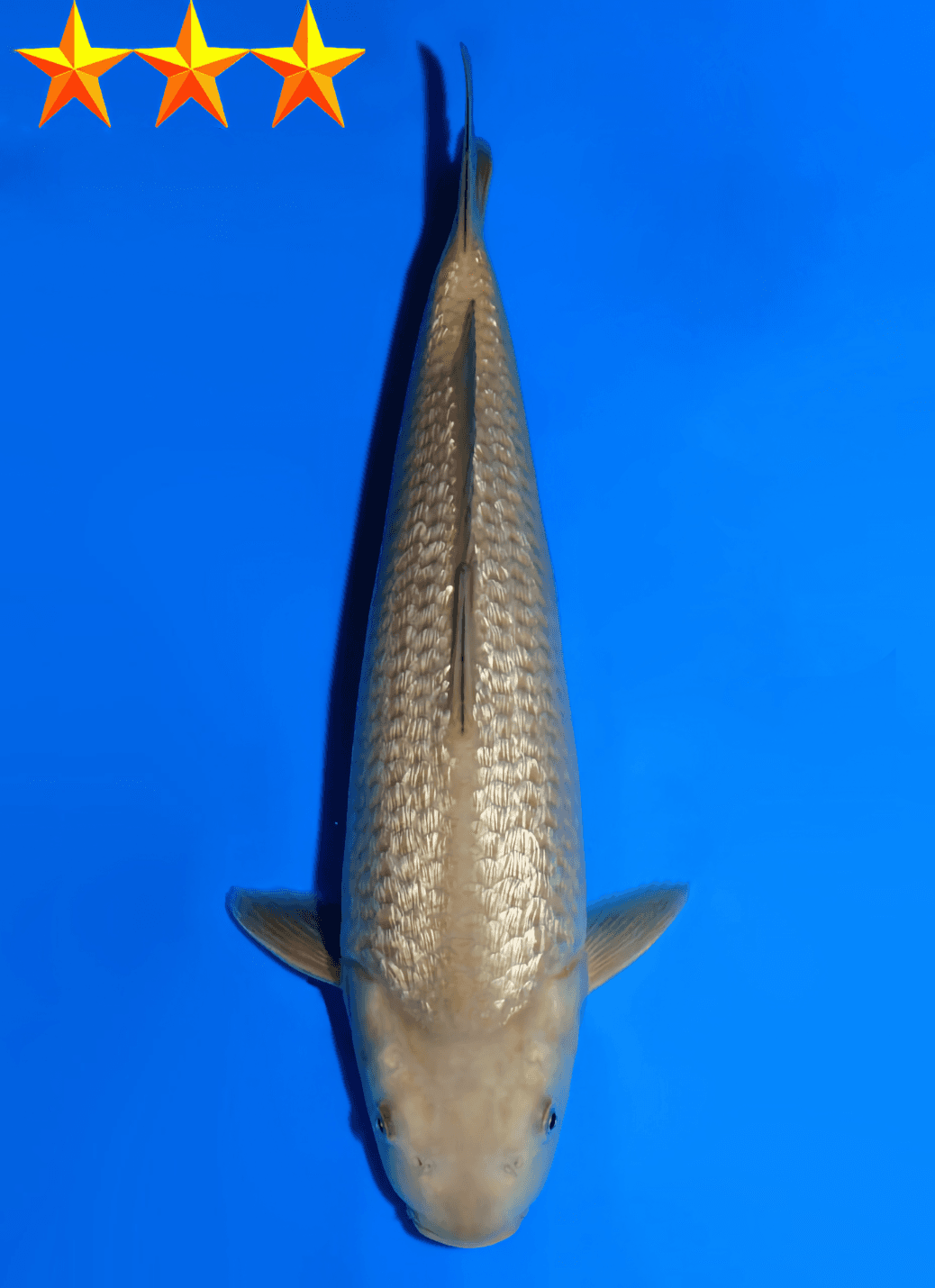 Japanse koi Dainichi Ginrin Chagoi YellowMonkey Tosai 31cm