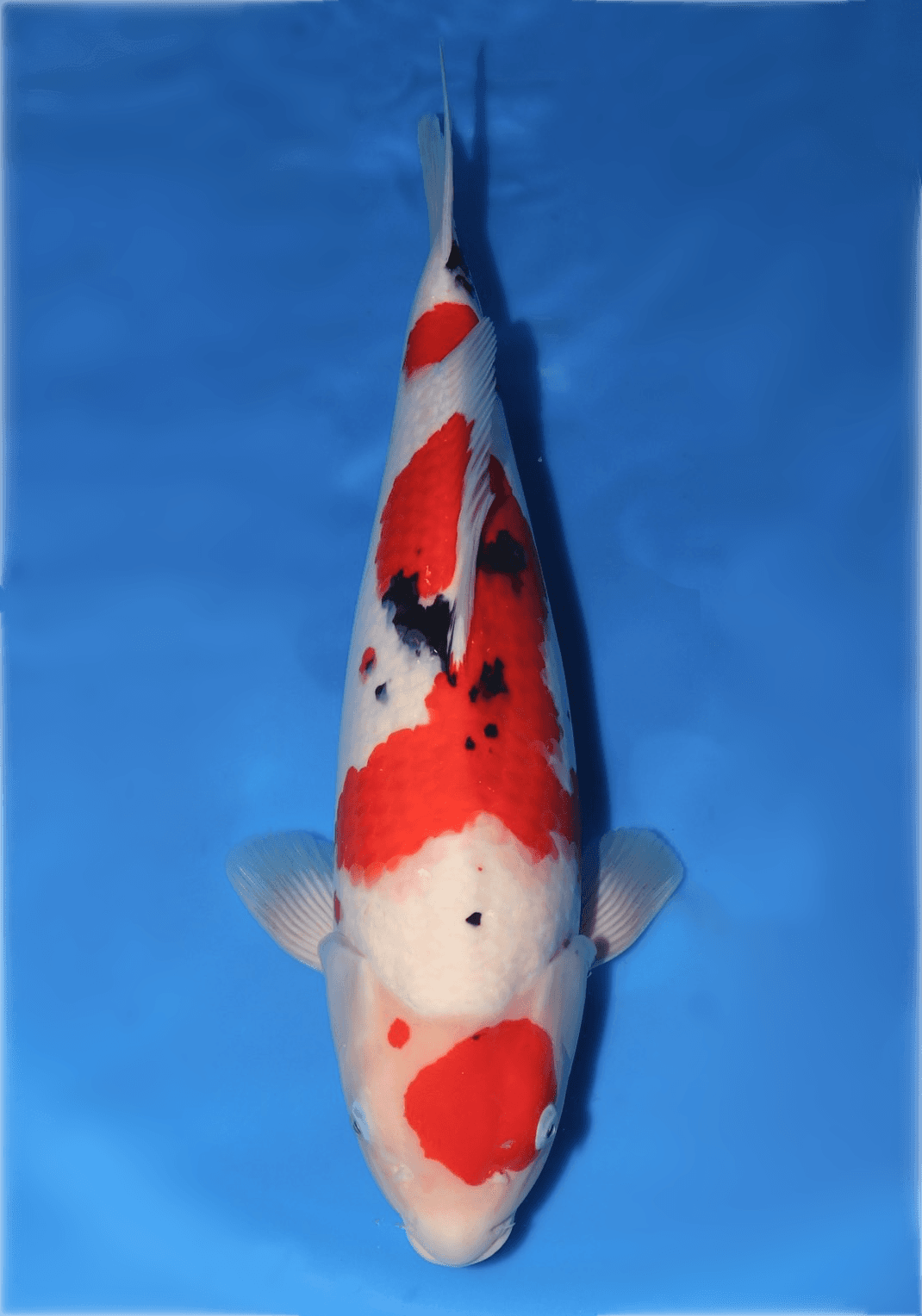 Japanse koi Oya  Sanke  Nisai 55cm