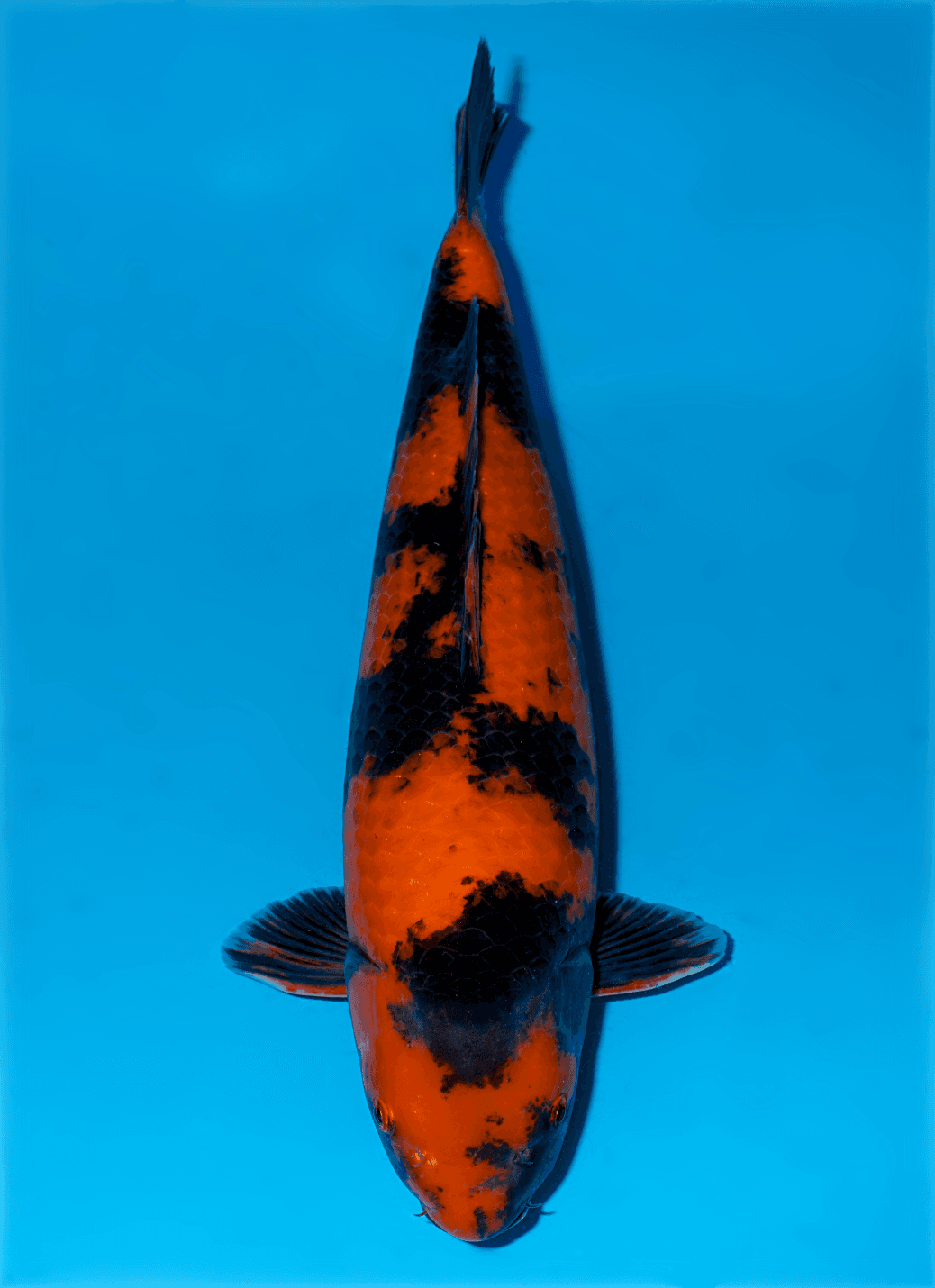 Japanse koi Shinoda  Hi-utsuri  Nisai 56cm