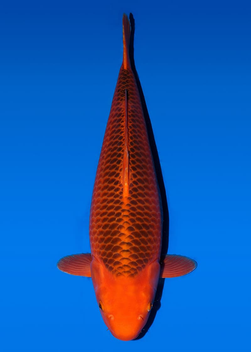 Japanse koi Taniguchi  Aka-matsuba Red Corn Nisai 60cm