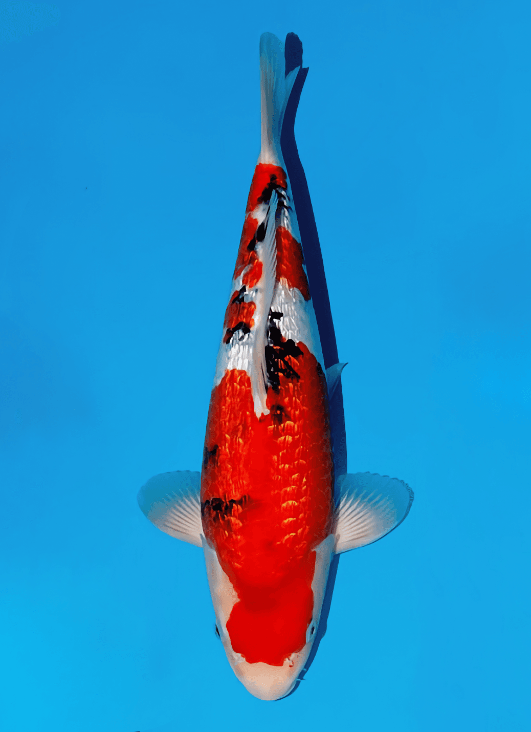 Japanse koi Momotaro Ginrin Sanke Kamuy Tosai 38cm