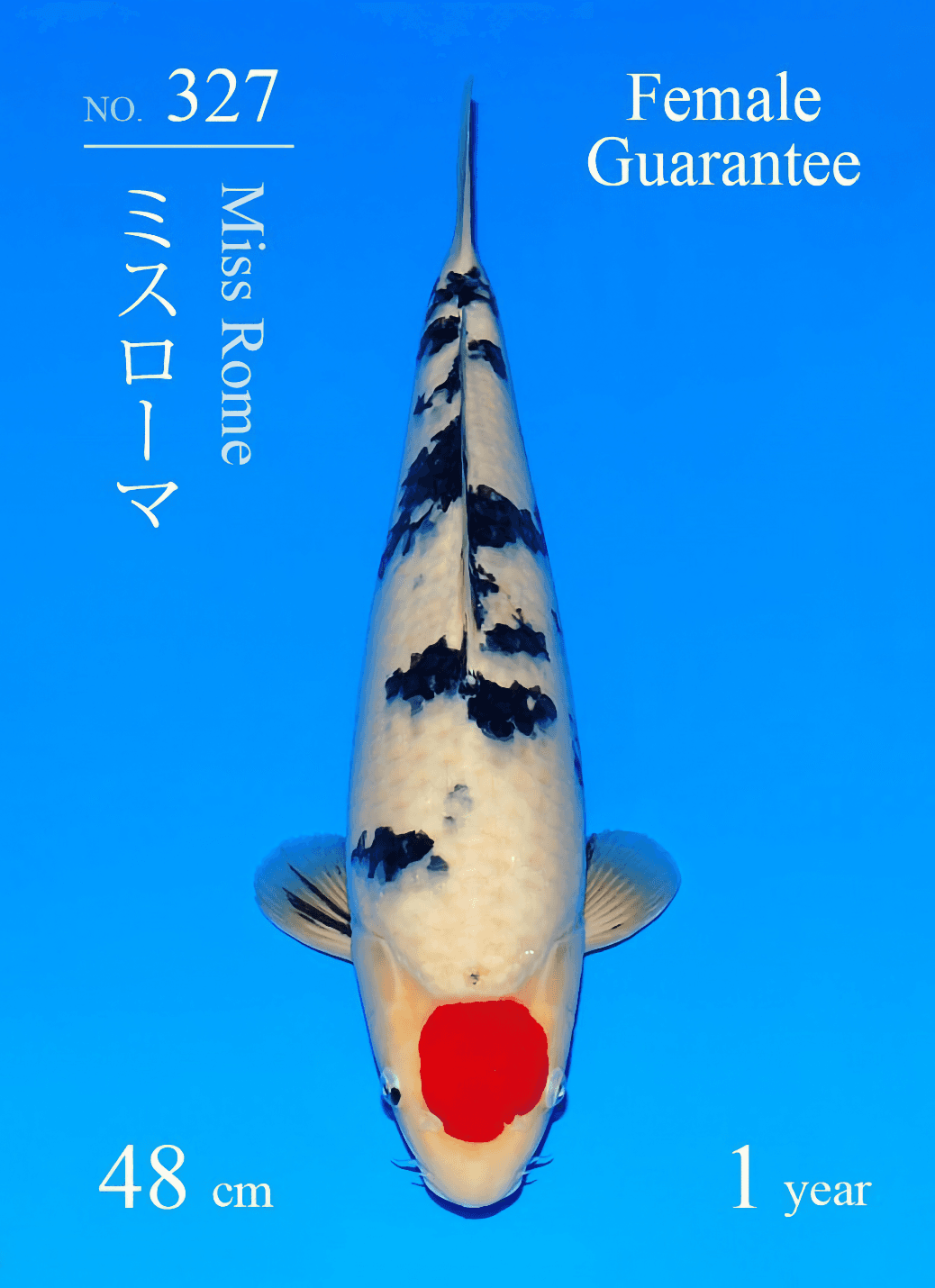 Japanse koi Sakai Fish Farm  Sanke Miss Rome Tosai 48cm