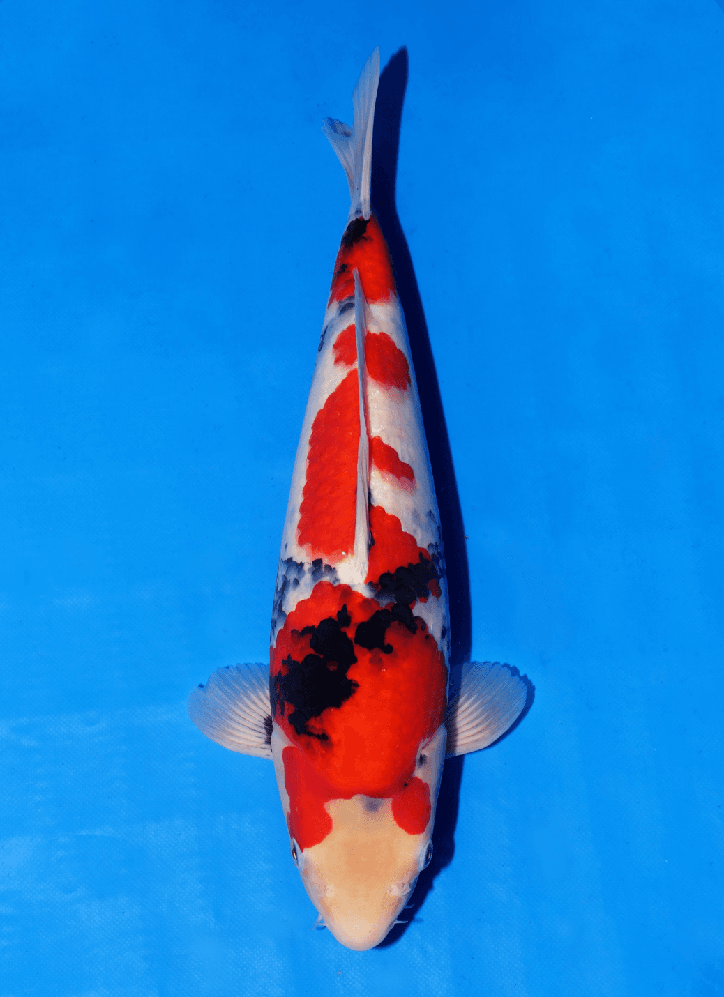 Japanse koi Isa  Showa Seishirou Tosai 38cm