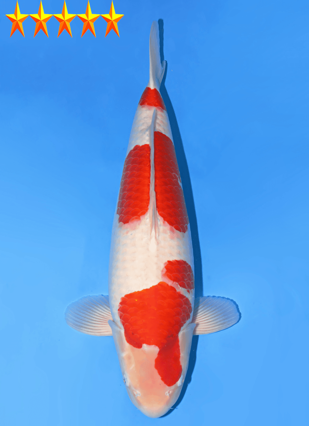 Japanse koi Dainichi Toyota  Kohaku Kinsen x Nao Nisai 60cm