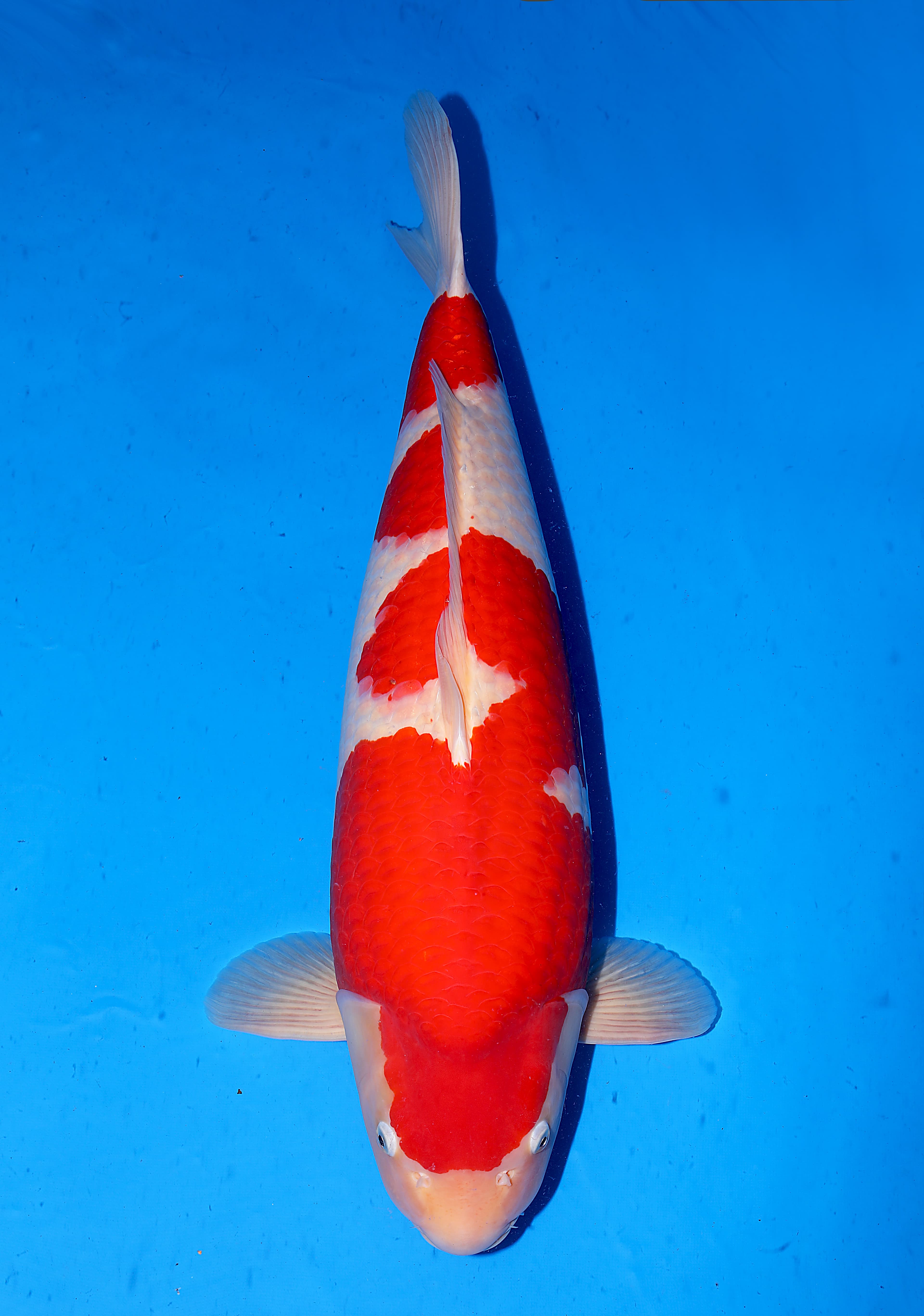 Japanse koi Nogami  Kohaku  Gosai 78cm