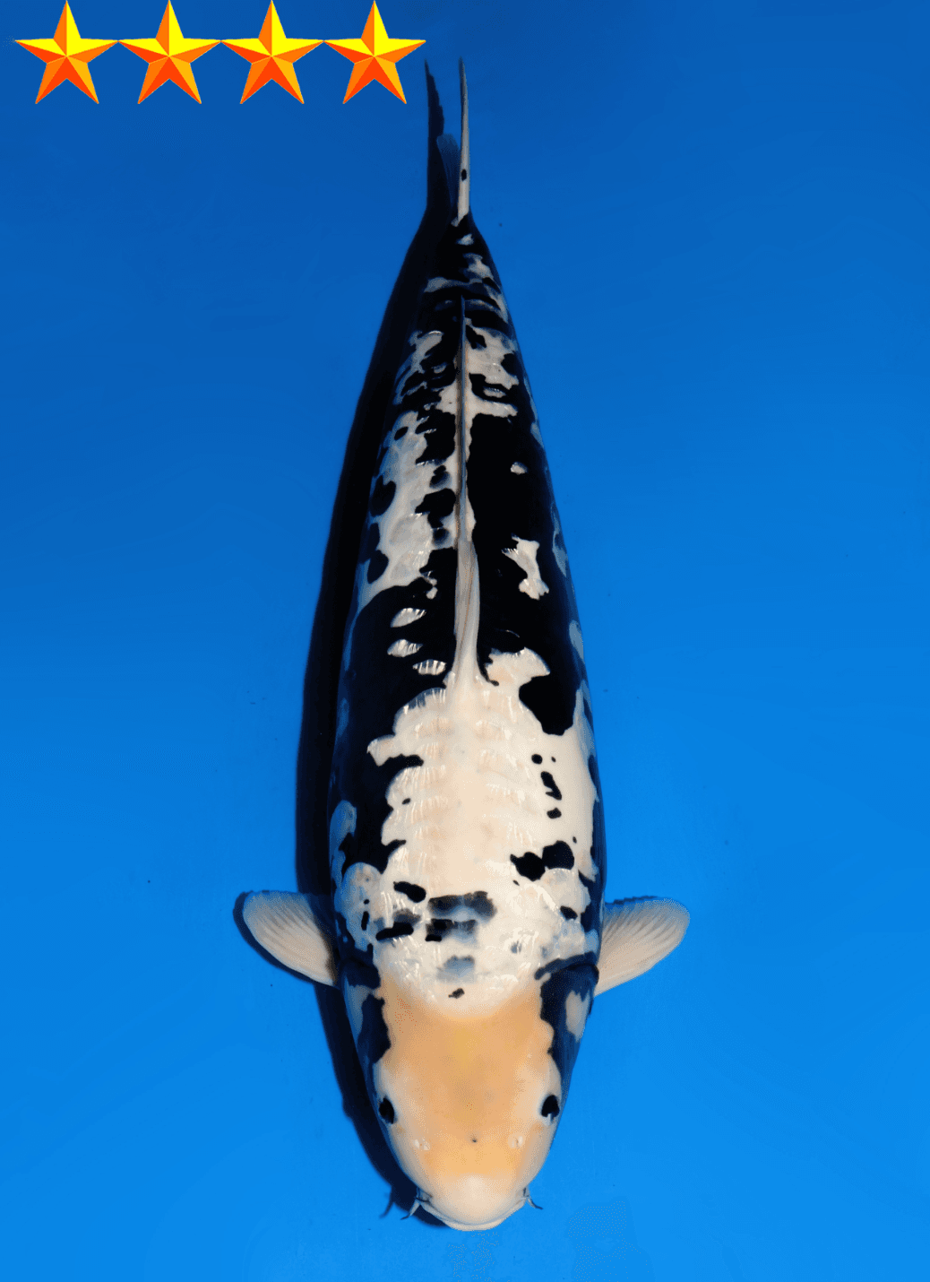 Japanse koi Dainichi Doitsu Soragoi  Sansai 68cm