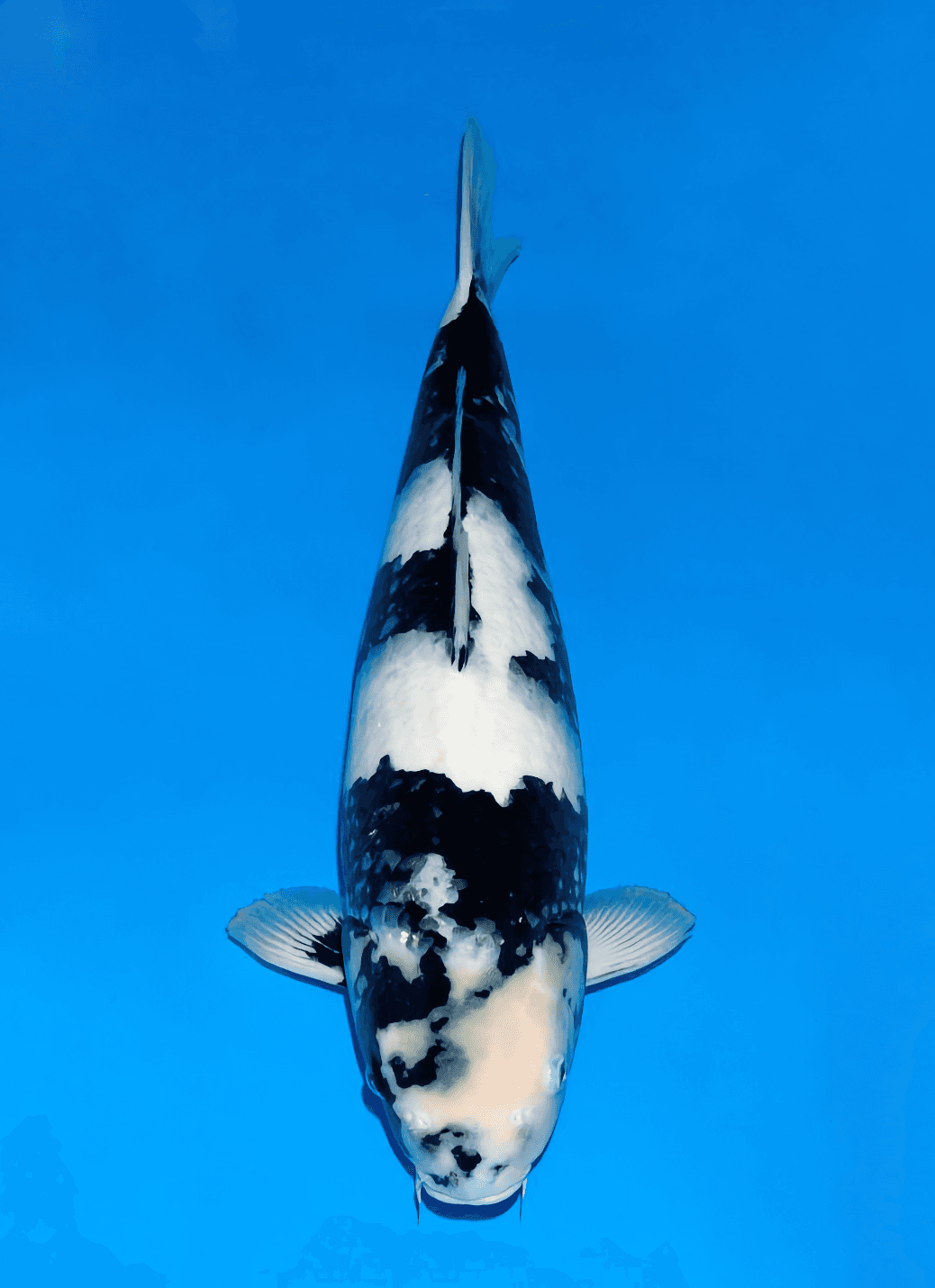 Japanse koi Ogata  Shiro-utsuri Omosako Nisai 52cm