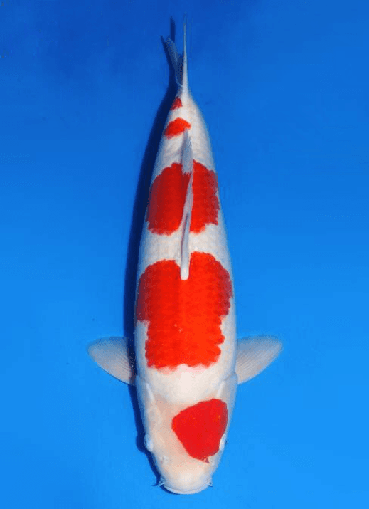 Japanse koi Dainichi Toyota  Kohaku Kinsen Rokusai + 72cm