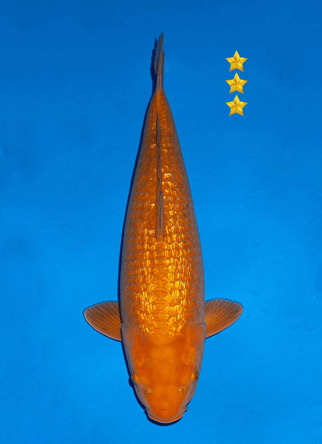 Japanse koi Ogata Ginrin Chagoi Marusei Nisai 61cm