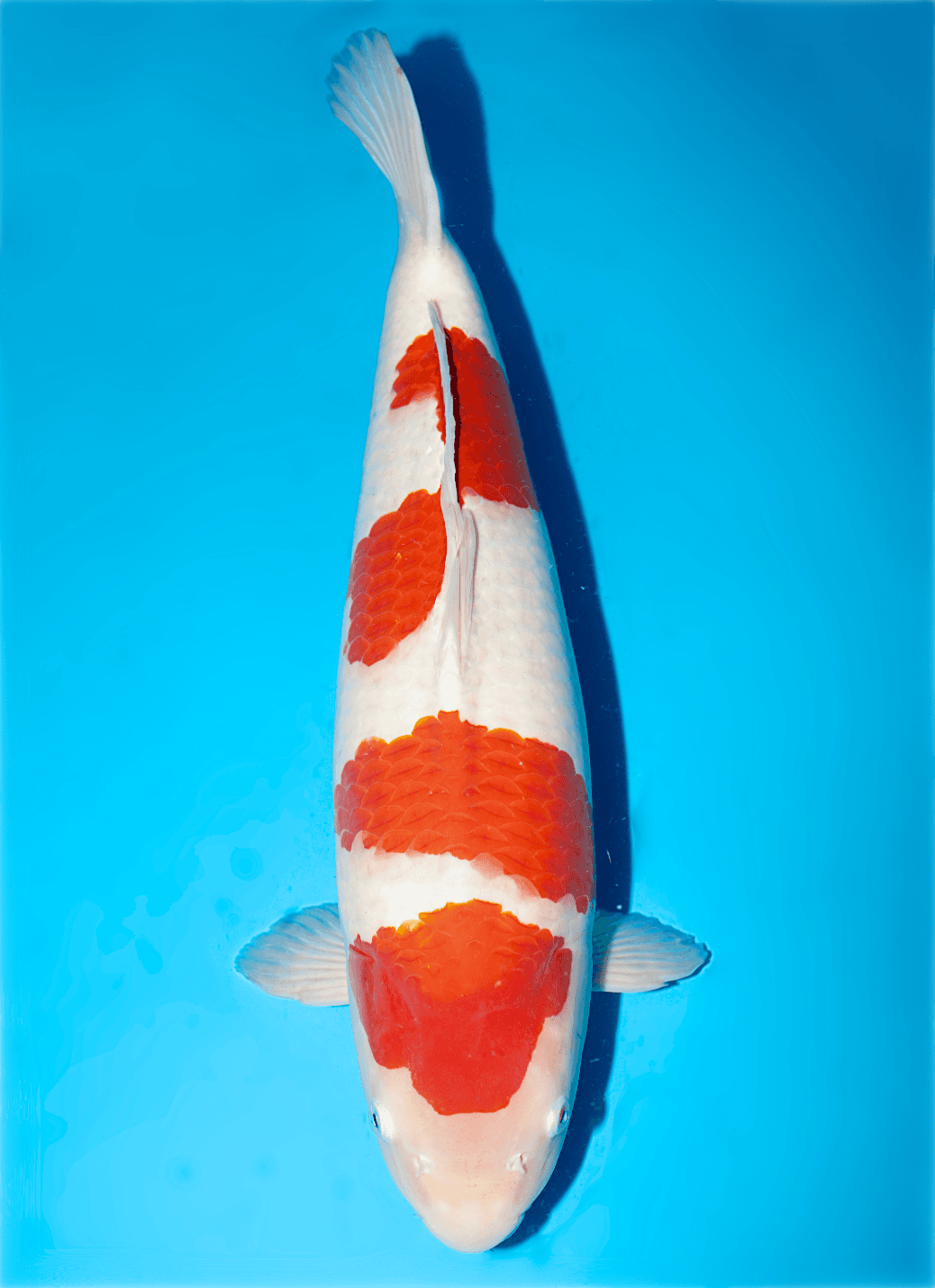 Japanse koi Isa  Kohaku  Nisai 56cm