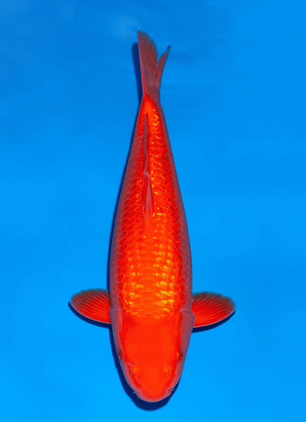 Japanse koi Ogata Ginrin Benigoi Taiho Nisai 46cm