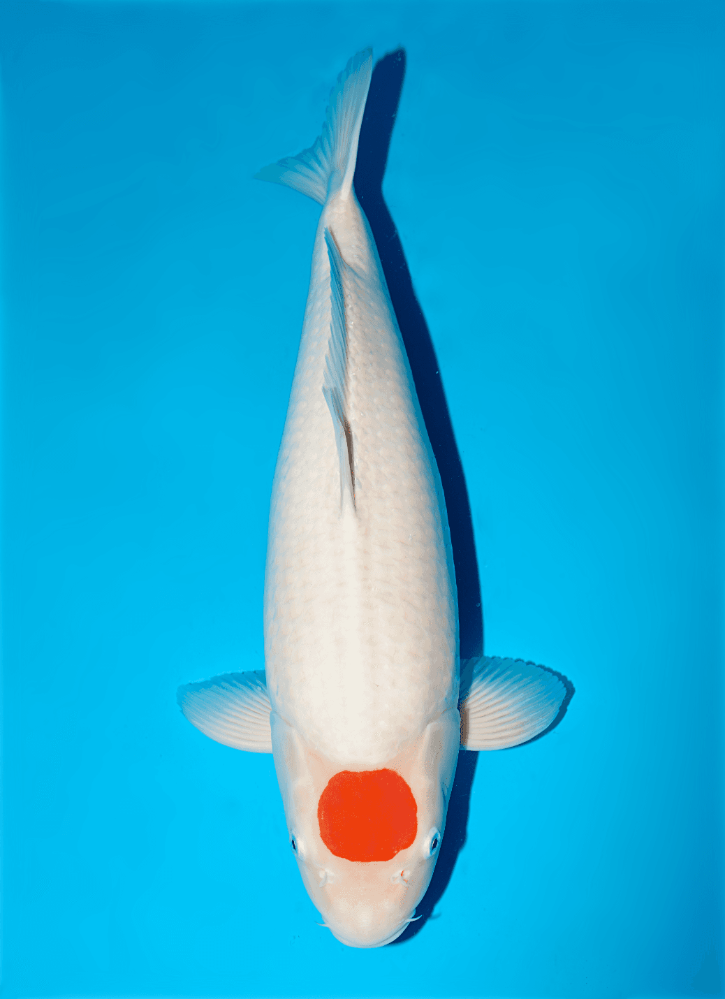 Japanse koi Isa  Kohaku  Nisai 51cm