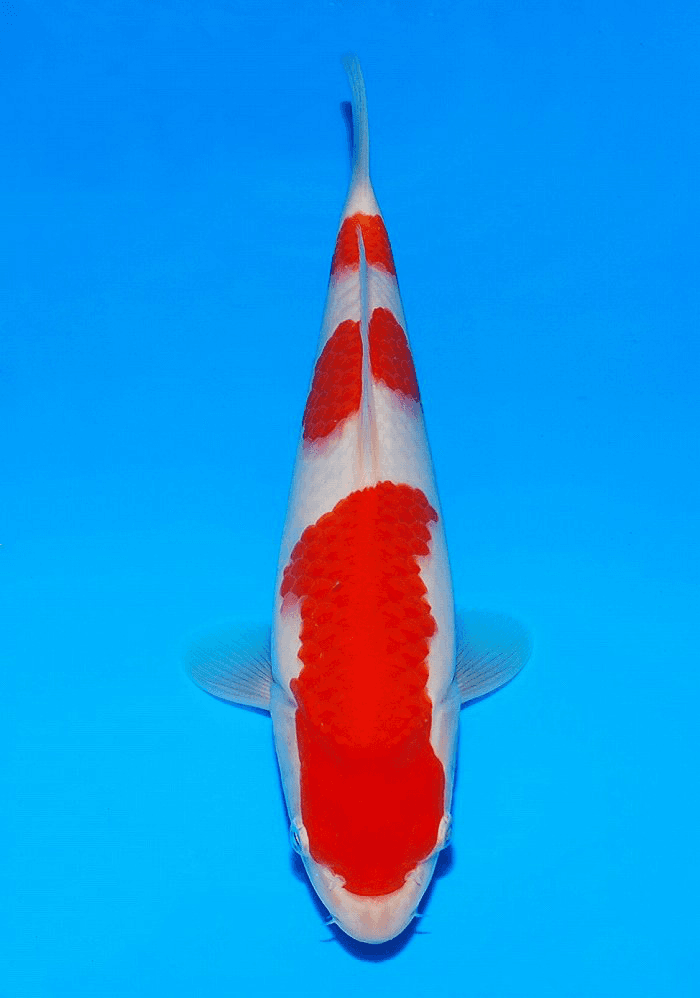 Japanse koi Sakai Fish Farm  Kohaku SADE Yonsai 72cm