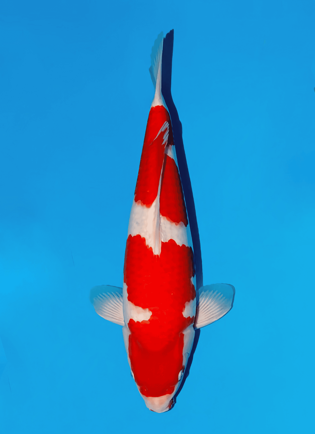 Japanse koi Momotaro  Kohaku Kamuy Tosai 44cm