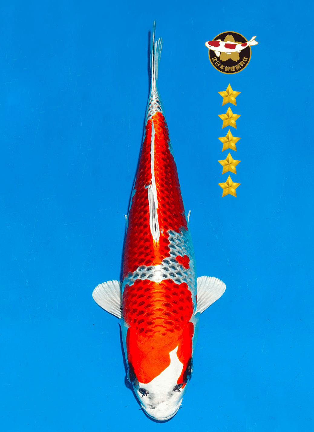 Japanse koi Ogata  Kujaku Omosako Tosai 34cm