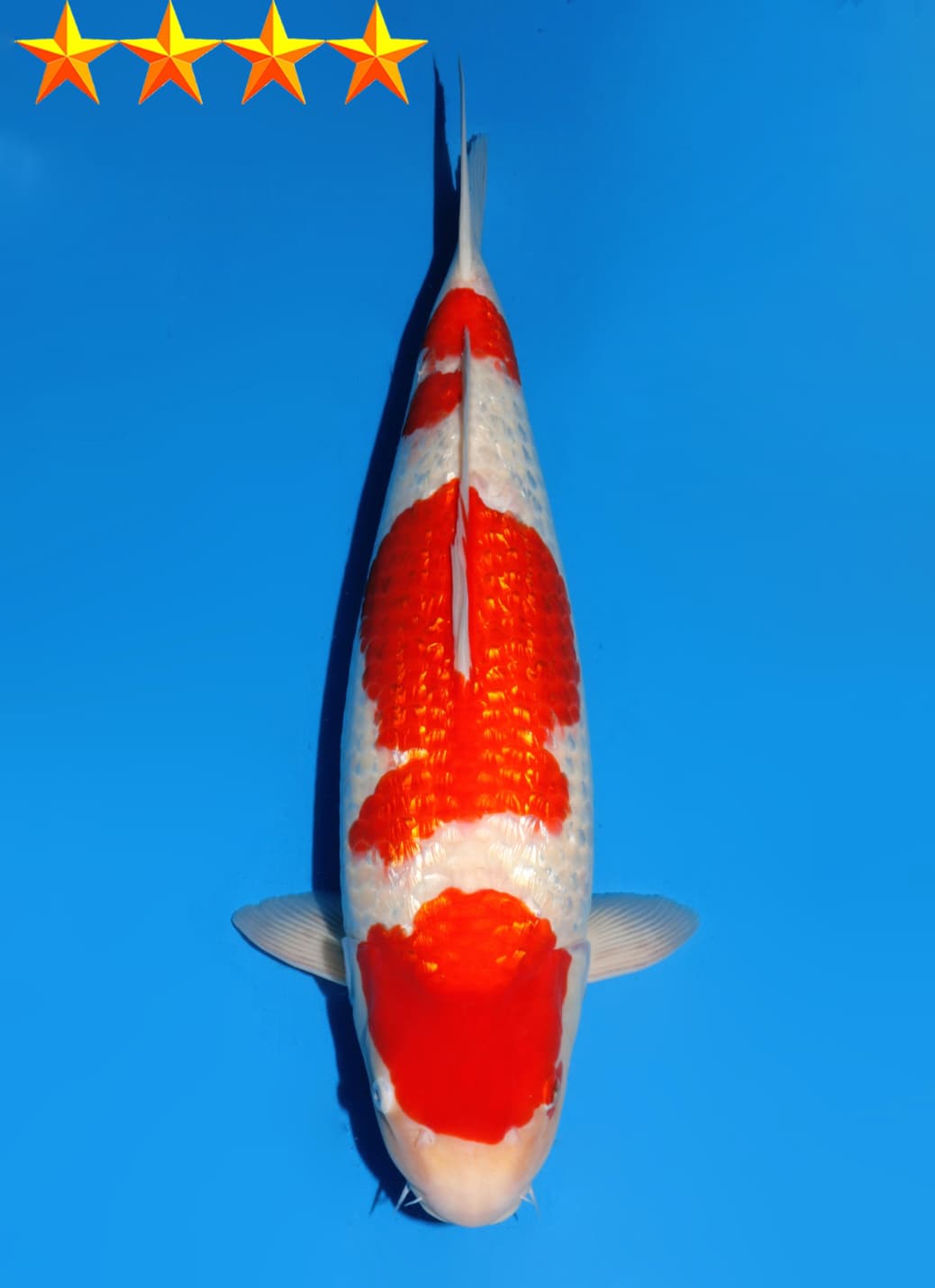 Japanse koi Dainichi Ginrin Kohaku XGinrin Nisai 61cm
