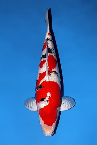 Japanse koi Momotaro  Sanke  Sansai 69cm