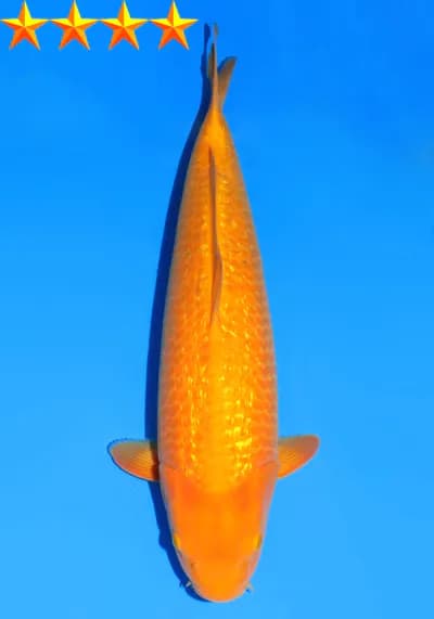Japanse koi Dainichi Ginrin Karashigoi YellowMonkey Yonsai 80cm