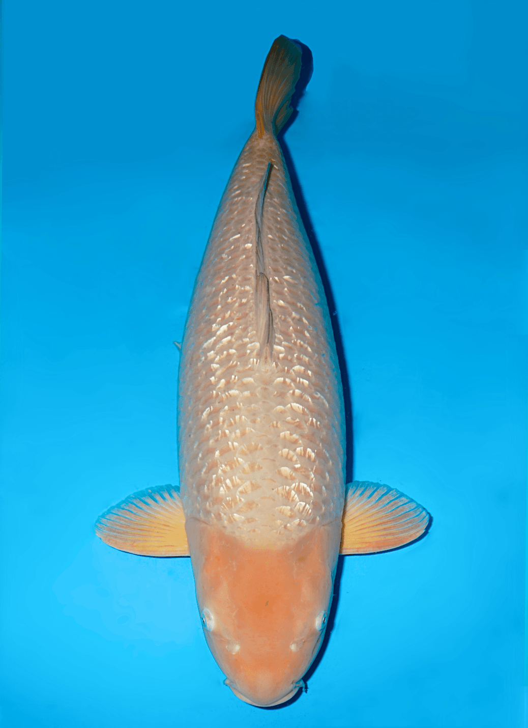 Japanse koi Maruhiro Ginrin Chagoi  Gosai 80cm