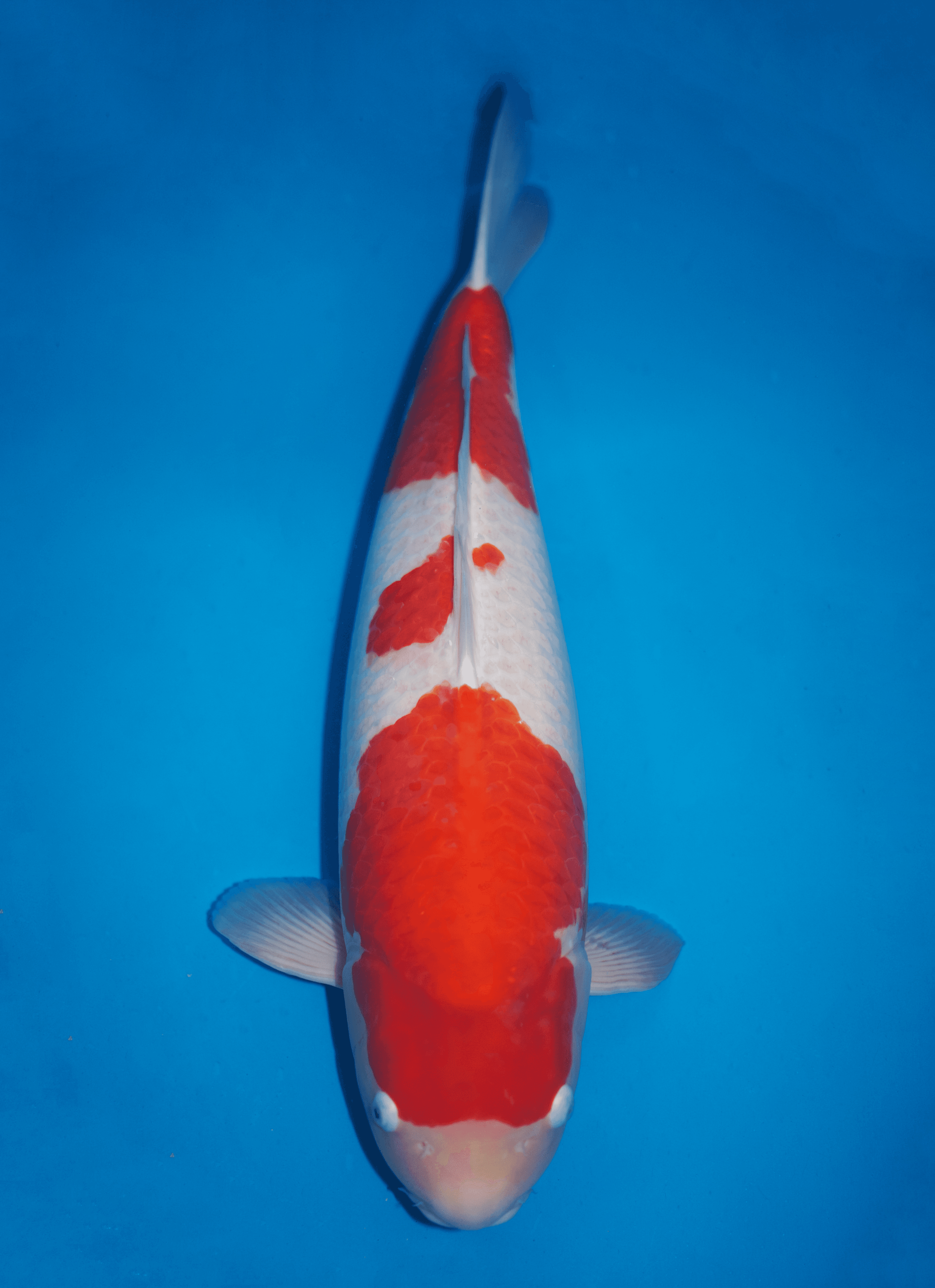Japanse koi Dainichi Toyota  Kohaku WhiteX Rokusai + 83cm