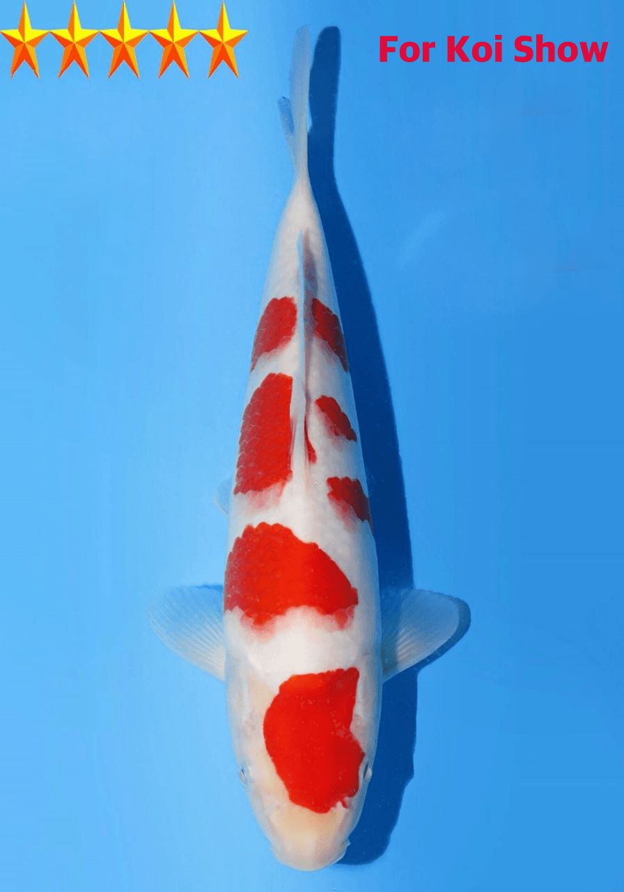 Japanse koi Dainichi Toyota  Kohaku Nanako x Nao Nisai 35cm