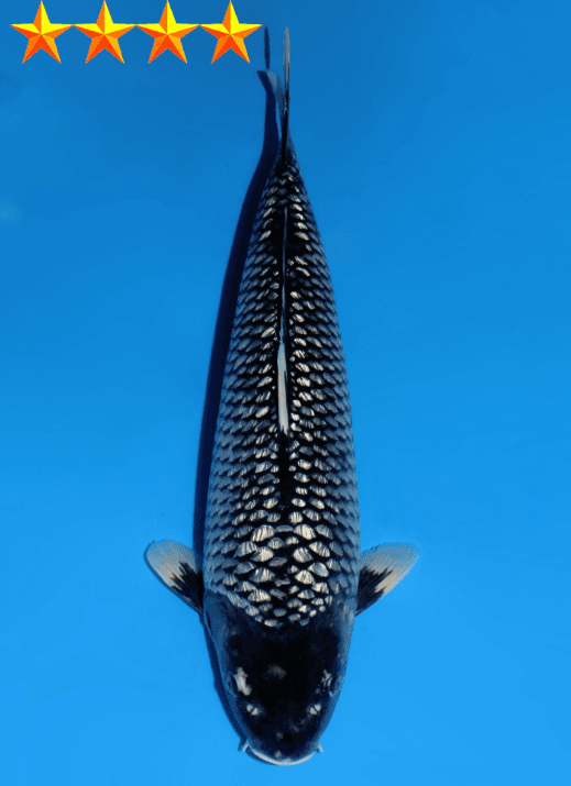 Japanse koi Dainichi Ginrin Soragoi BlackDiamondX Gosai 73cm