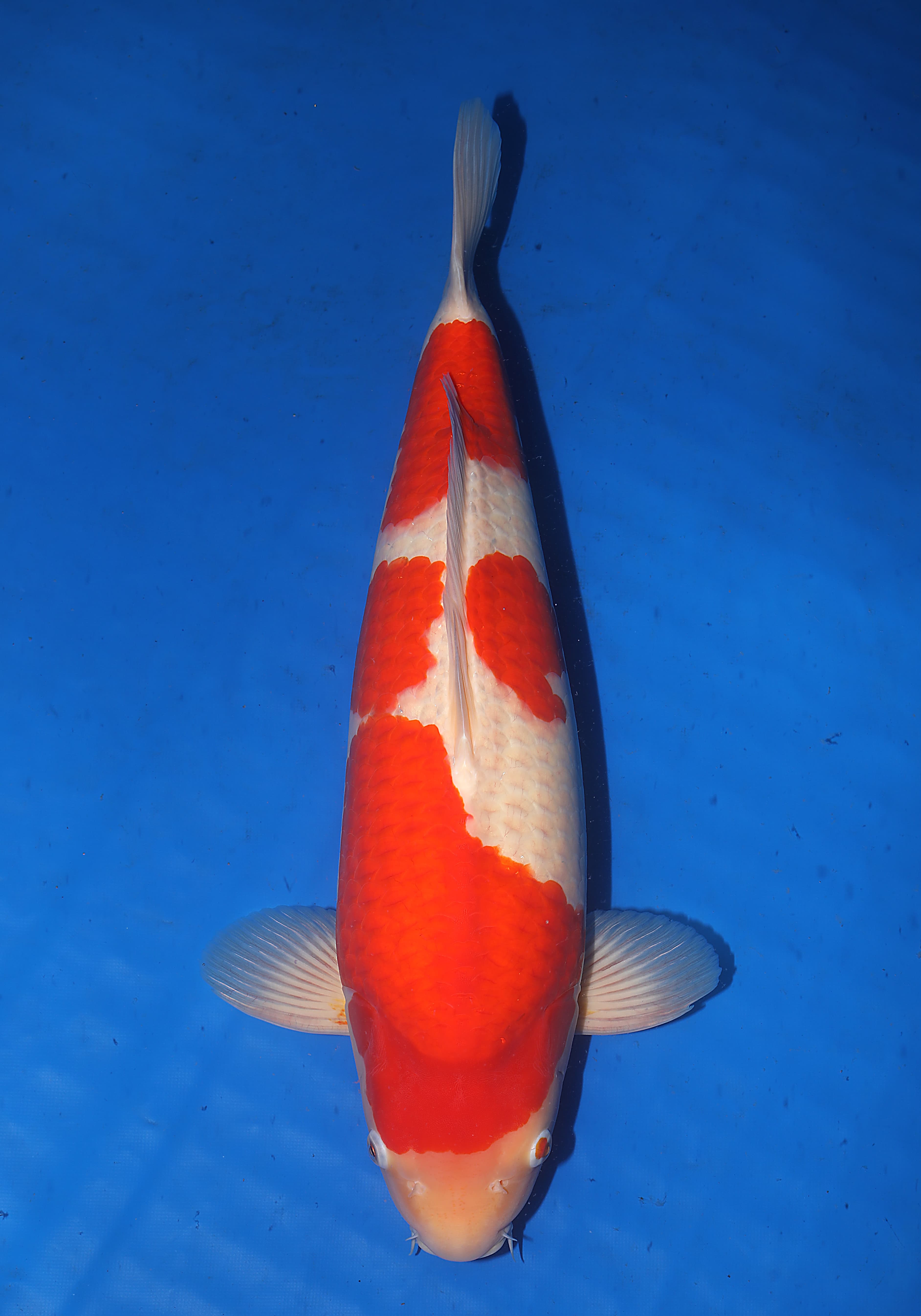 Japanse koi Isa  Kohaku  Nisai 53cm