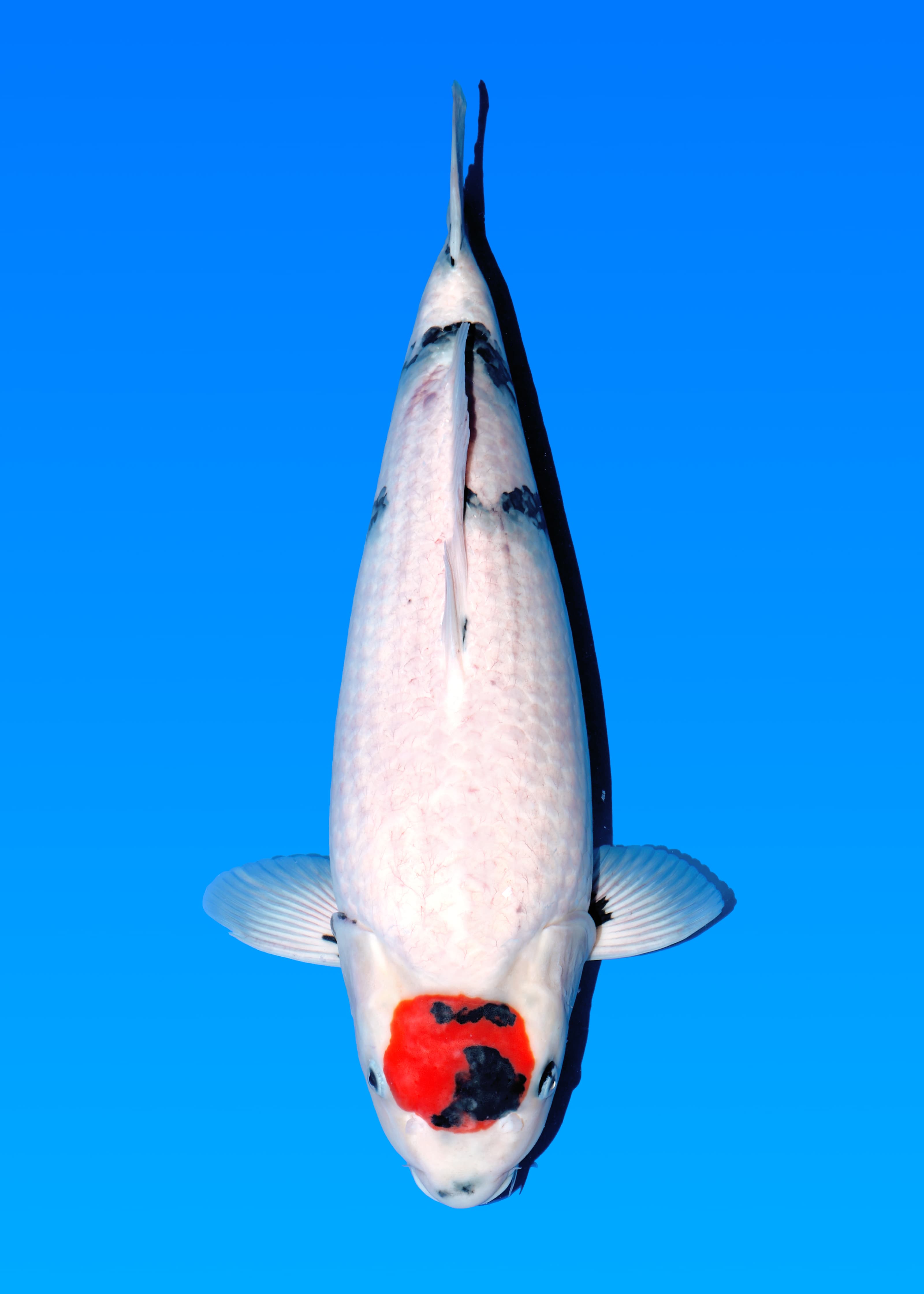 Japanse koi Isa  Showa Seishirou Nisai 59cm