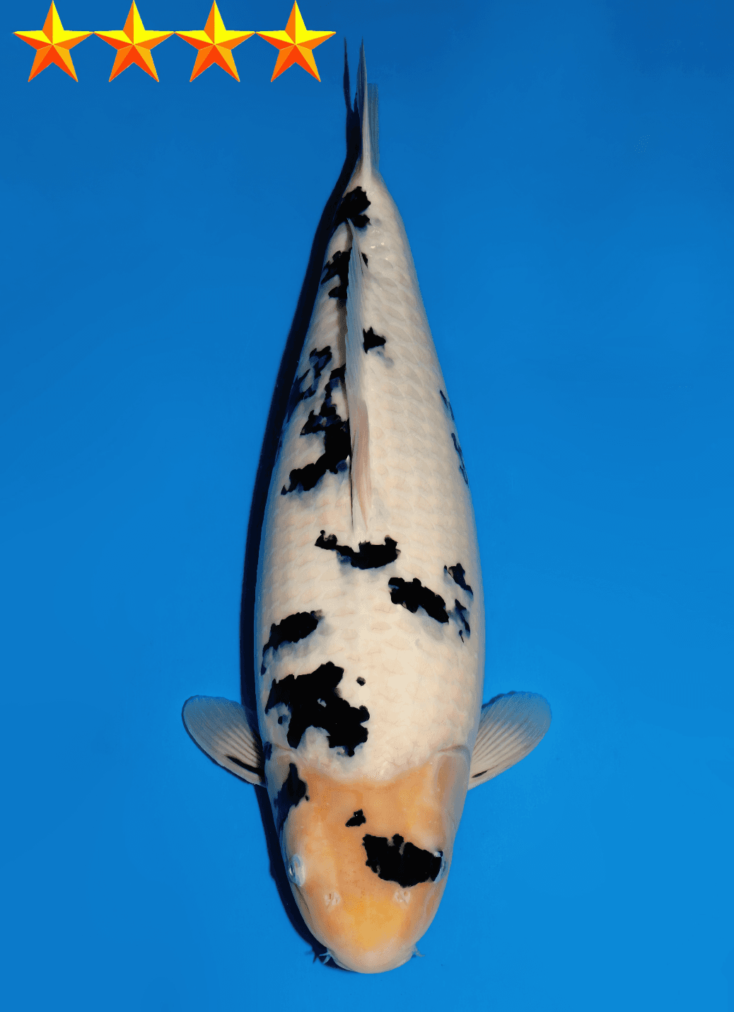Japanse koi Dainichi  Bekko Tsujikawa Nisai 54cm