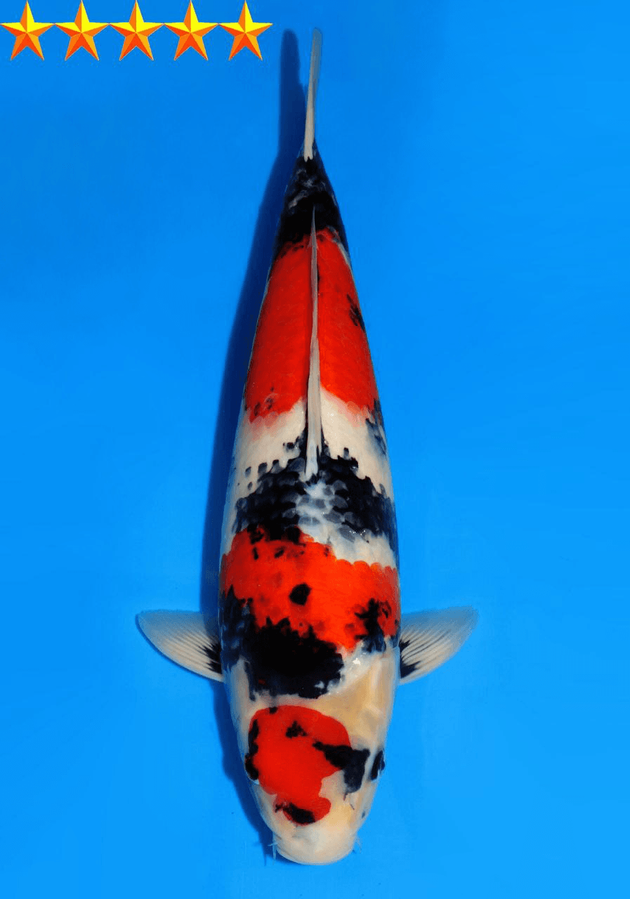 Japanse koi Dainichi  Showa SuperMonster Tosai 43cm