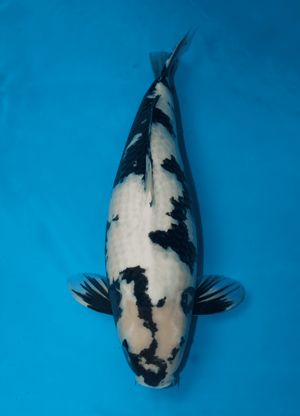Japanse koi Dainichi Toyota  Shiro-utsuri SP.Butta Rokusai + 71cm