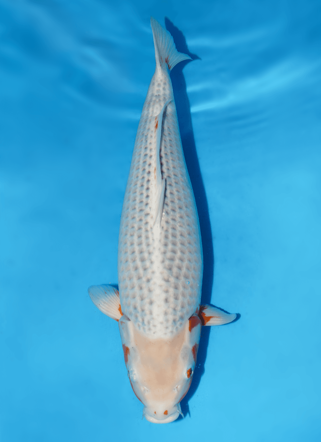 Japanse koi Maruhiro  Asagi  Nisai 60cm