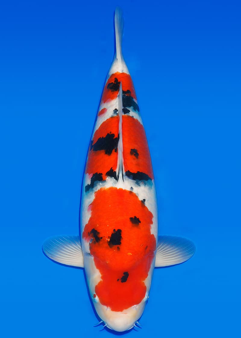 Japanse koi Sakai Co.  Sanke  Sansai 62cm