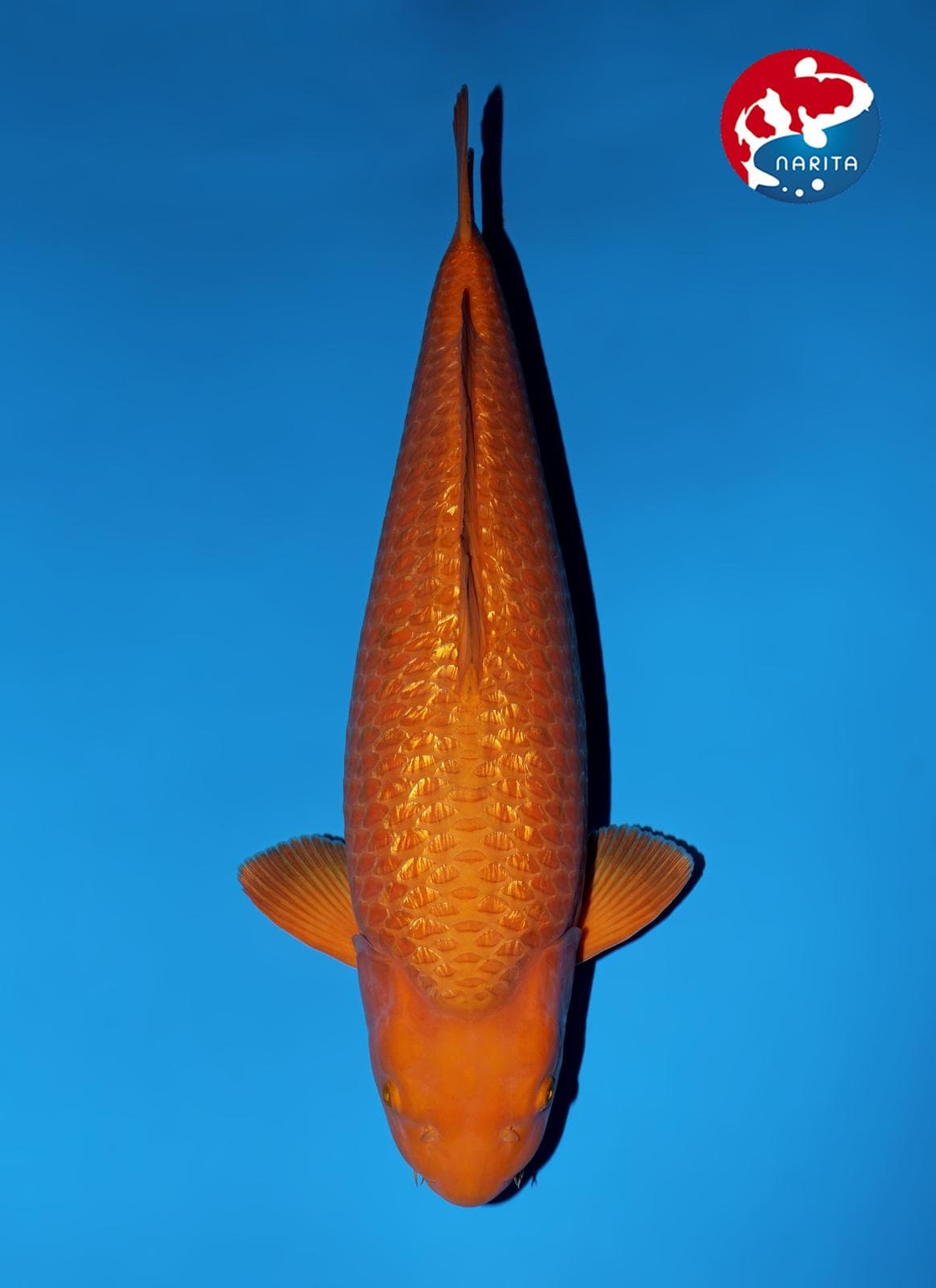 Japanse koi Marusaka Ginrin Chagoi  Sansai 73cm