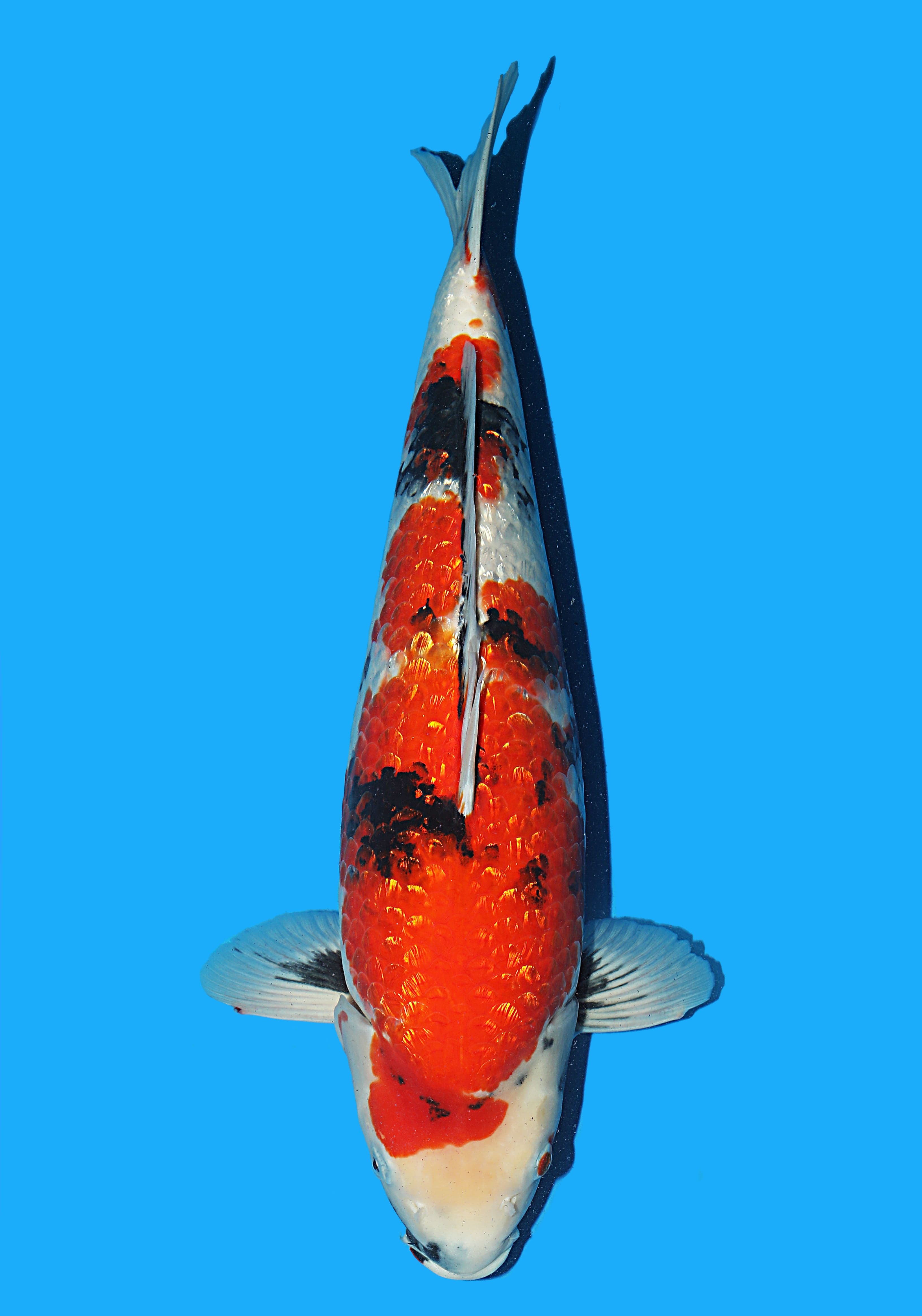 Japanse koi Hiroi Ginrin Showa  Sansai 50cm