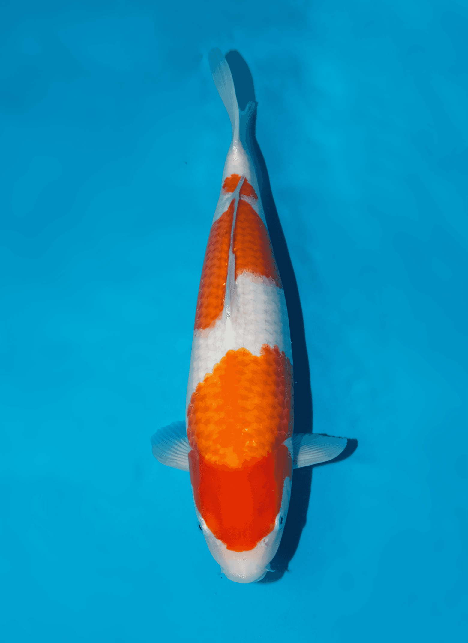 dainichi-kohaku-nisai-57cm-japanse-koi-da-ko-22-6580