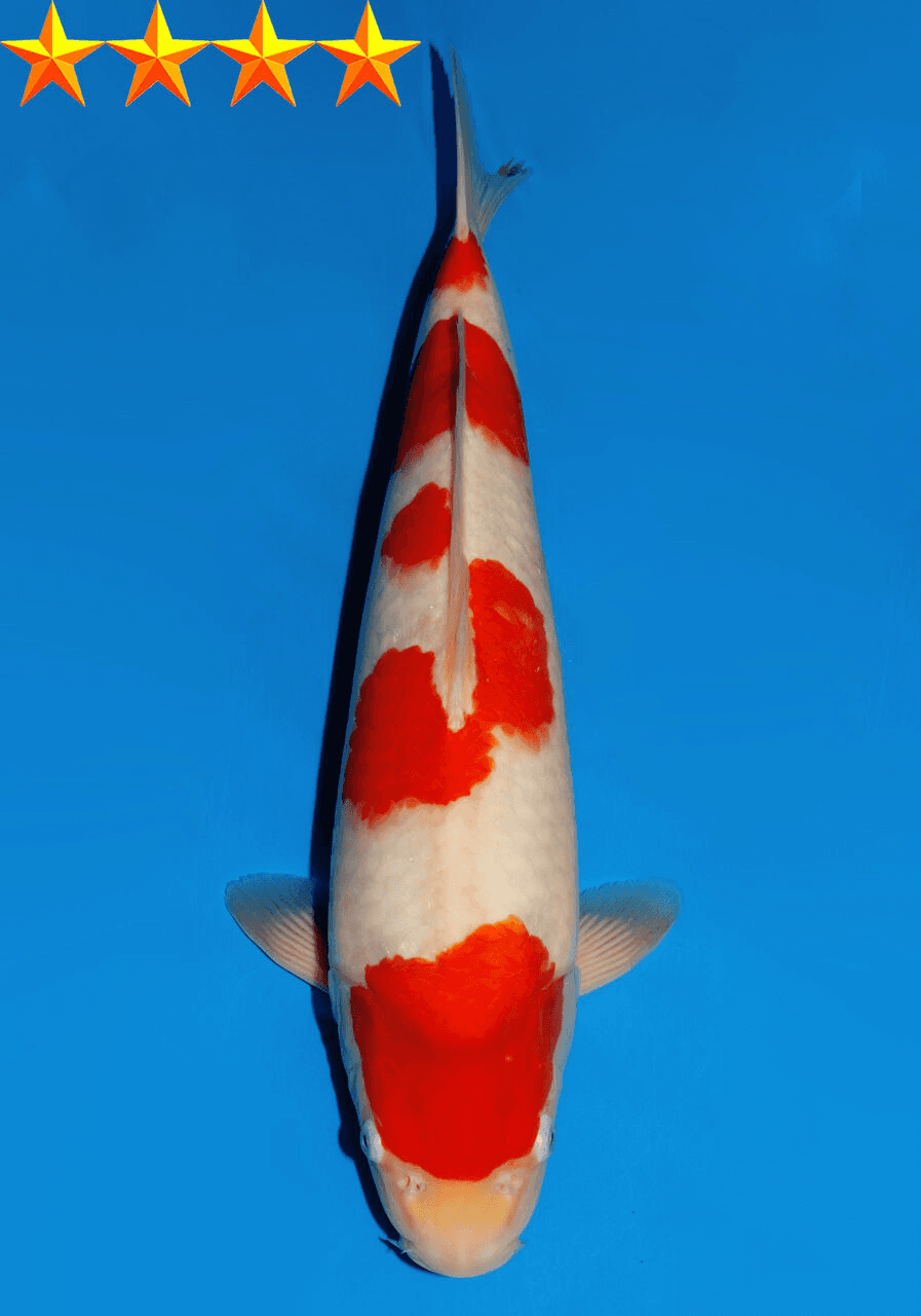 Japanse koi Dainichi  Kohaku RedTiger Tosai 45cm