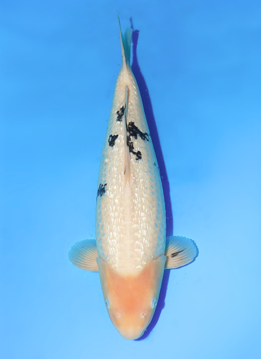 Japanse koi Oya Ginrin Bekko  Nisai 52cm